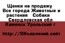 Щенки на продажу - Все города Животные и растения » Собаки   . Свердловская обл.,Каменск-Уральский г.